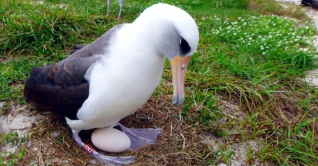 Wisdom, le plus vieil oiseau connu encore vivant sur le point de devenir mère à nouveau