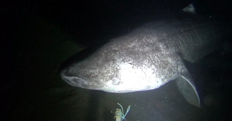 Des images rares de requins du Groenland capturées dans les eaux de l'Arctique