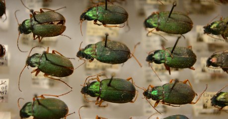 Quatre espèces de scarabées ont rétréci pour s'adapter au réchauffement climatique