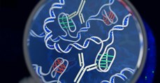 Une nouvelle forme d'ADN observée pour la première fois dans des cellules vivantes