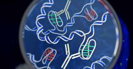 Une nouvelle forme d'ADN observée pour la première fois dans des cellules vivantes