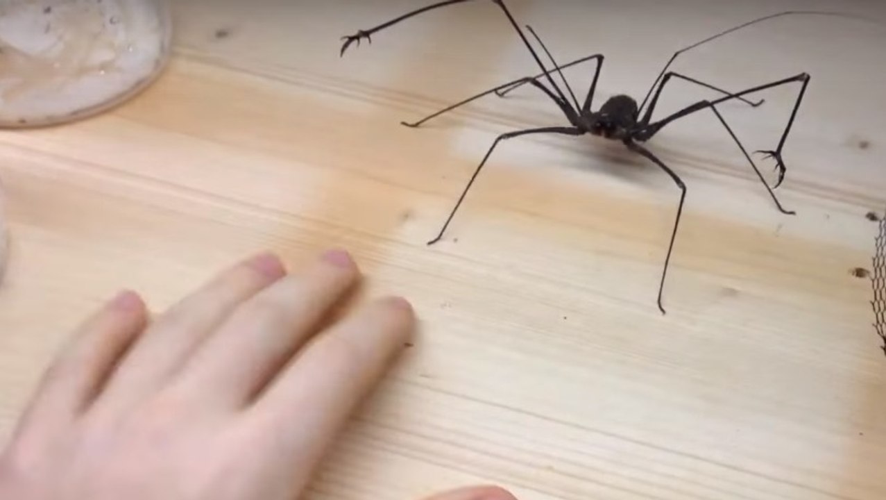 Das haustier, was ihr niemals haben wollt