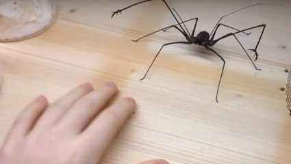 Das Haustier, was ihr niemals haben wollt
