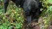 Au Rwanda, de jeunes gorilles ont trouvé l'astuce pour démonter les pièges des braconniers