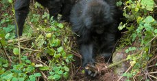 Au Rwanda, de jeunes gorilles ont trouvé l'astuce pour démonter les pièges des braconniers