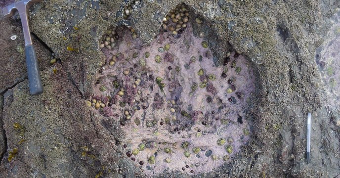 Ecosse : d'exceptionnelles empreintes de dinosaures découvertes sur l'île de Skye