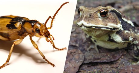 Un coléoptère bombardier s’échappe de l’estomac d’un crapaud grâce à une arme redoutable