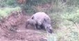 La tragique vidéo d'un petit rhinocéros découvert aux côtés de sa mère tuée par des braconniers