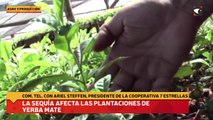 La sequía afecta a las plantaciones de yerba mate
