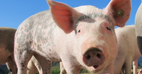 Des chercheurs ont réussi à maintenir en vie des cerveaux de cochons pendant 36 heures