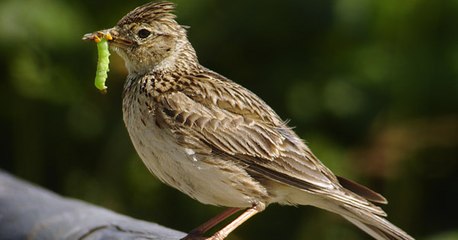 Les oiseaux des campagnes françaises disparaissent à "une vitesse vertigineuse"