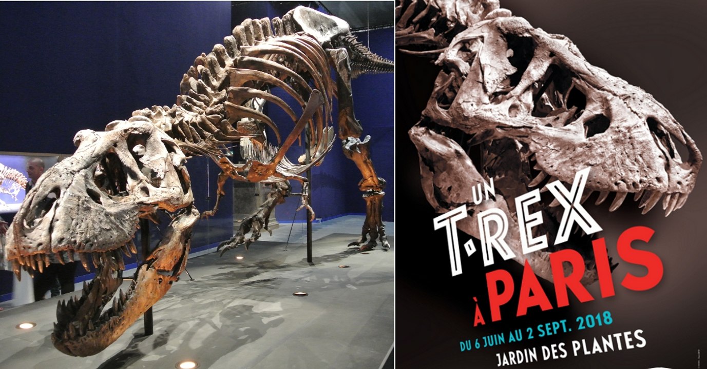 Un T.rex à Paris : partez à la découverte de Trix, un tyrannosaure exceptionnel au Muséum d'Histoire naturelle