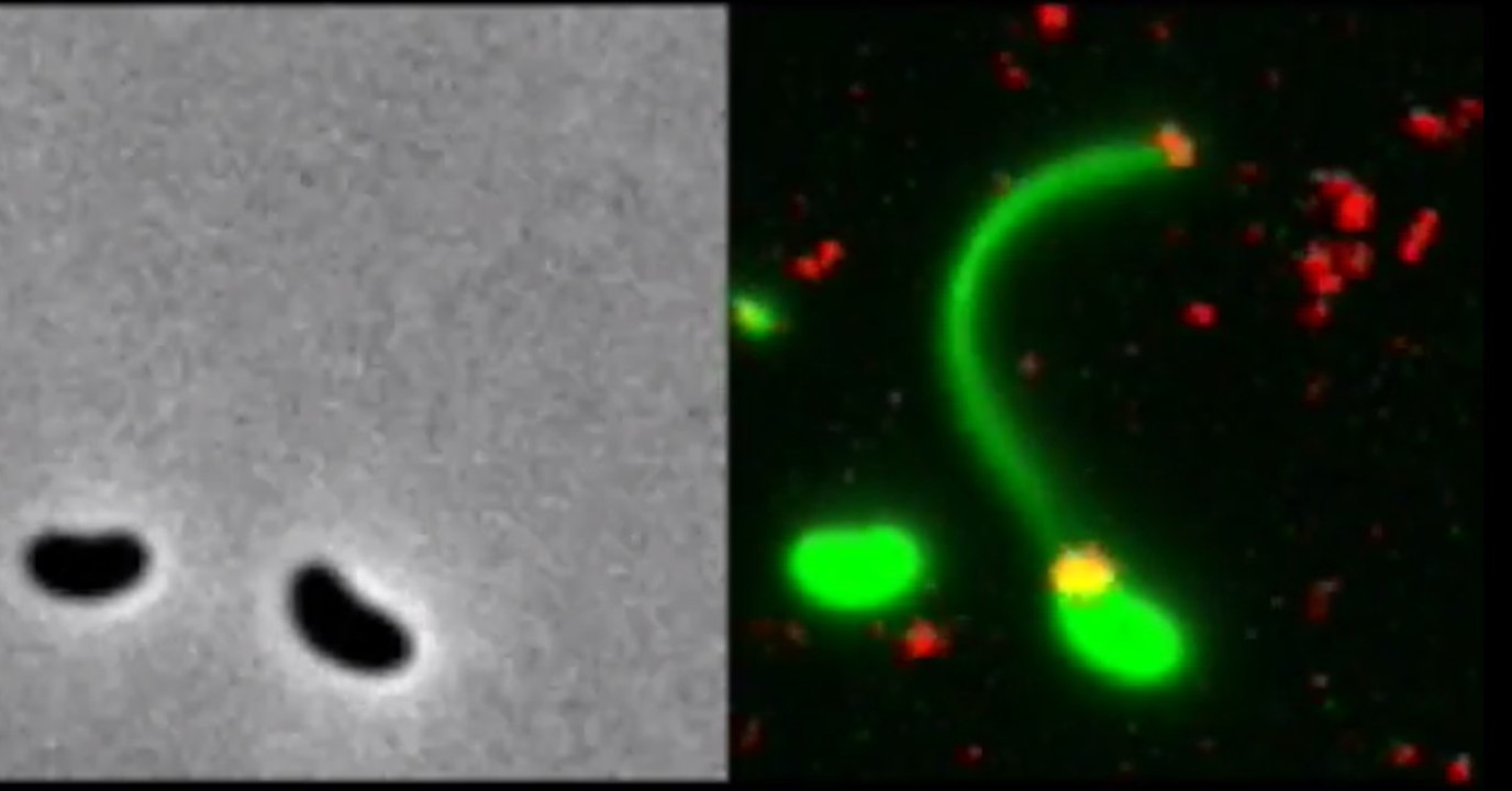 Une bactérie attrape au lasso un morceau d'ADN dans une vidéo étonnante