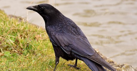 Des corbeaux révèlent de fascinantes capacités au cours d'une nouvelle expérience