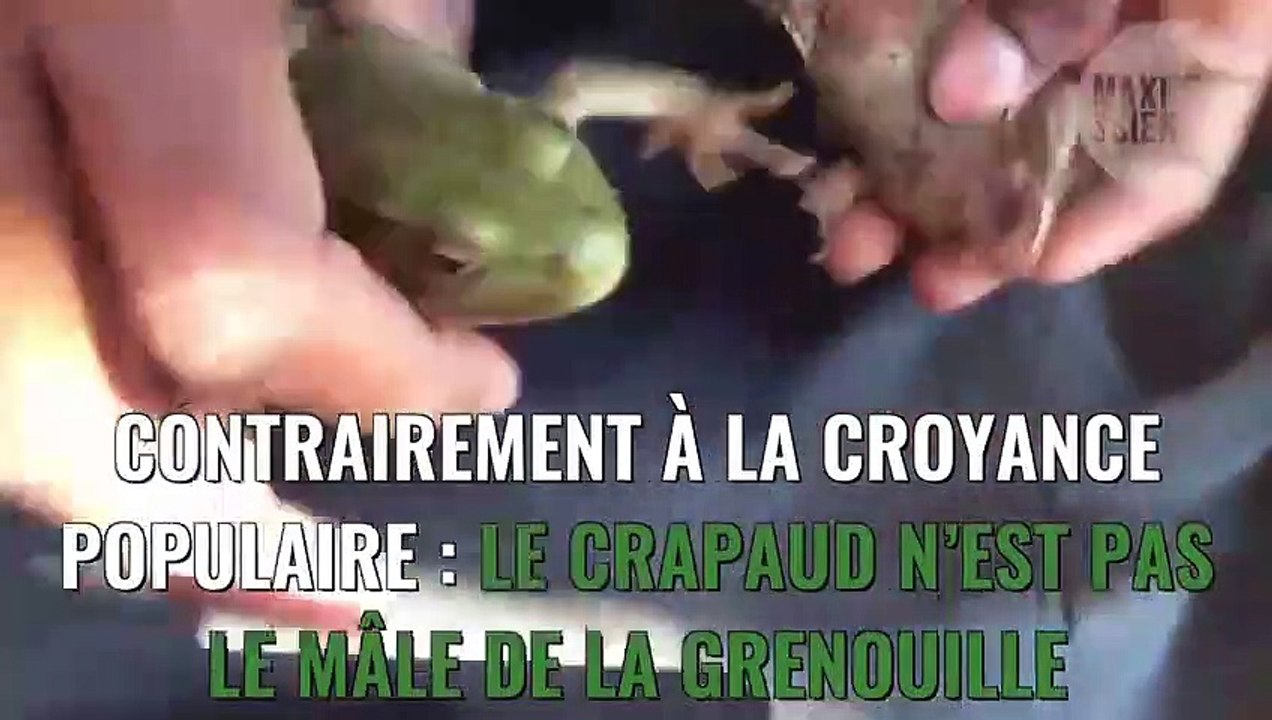 Quelle est la différence entre un crapaud et une grenouille ?