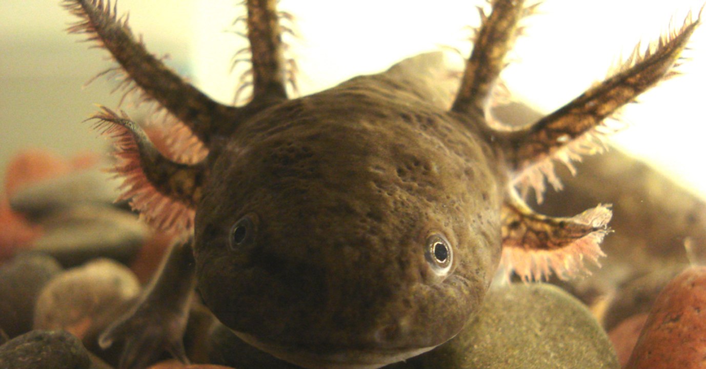 Des nonnes prennent soin de salamandres mexicaines depuis plusieurs décennies