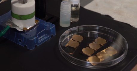 Des nanorobots hybrides permettront de débarrasser le sang des bactéries et des toxines qu'il contient