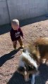 Baby Plays Ball with Pups