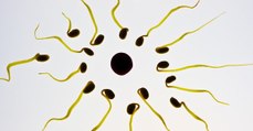 Les chercheurs découvrent une nouvelle structure chez les spermatozoïdes qui pourrait expliquer l'infertilité