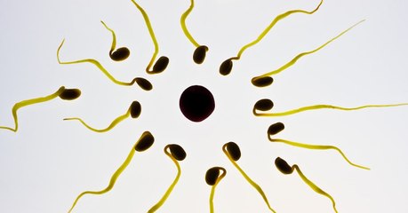 Les chercheurs découvrent une nouvelle structure chez les spermatozoïdes qui pourrait expliquer l'infertilité