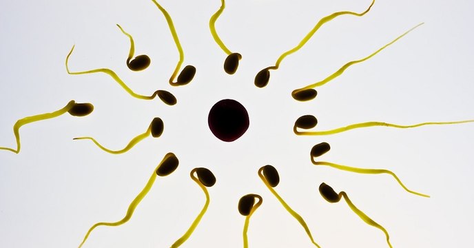 Les chercheurs découvrent une nouvelle structure chez les spermatozoïdes qui pourrait expliquer l'infertilité