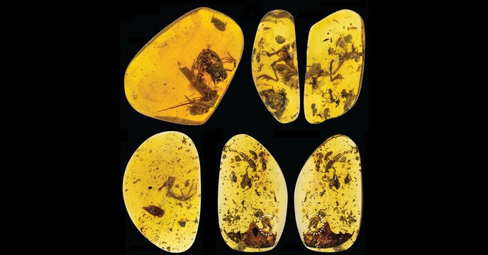 Ces grenouilles fossilisées dans de l'ambre ont 99 millions d'années