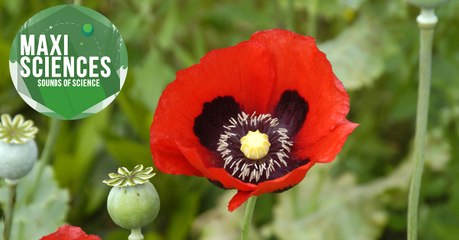 New Horizons, rides et gorille, les 8 actus sciences que vous devez connaître ce 3 septembre