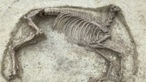 Les squelettes d'un homme et d'un cheval sans tête retrouvés en Allemagne