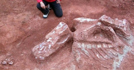 Ingentia prima, une nouvelle espèce de dinosaure géant qui surprend les spécialistes