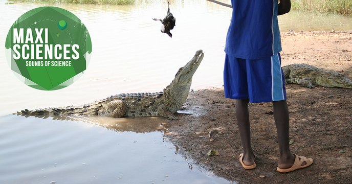 Météore, transidentité et ours cambrioleur, les 8 actus sciences que vous devez connaitre ce 23 juin