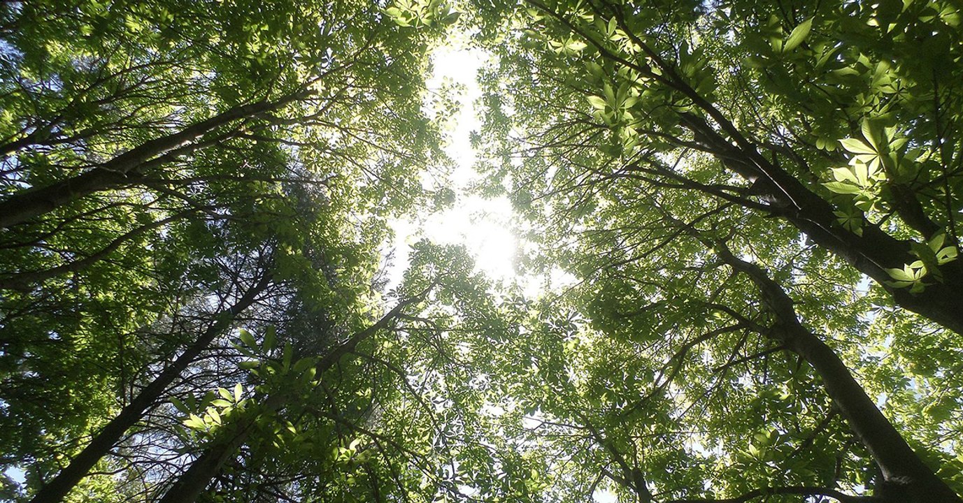 Le Pakistan a planté des centaines de millions d'arbres pour lutter contre la déforestation