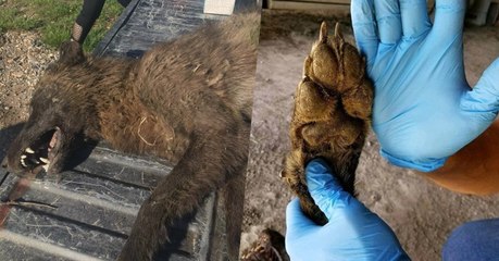 Un étrange animal abattu dans le Montana confond les spécialistes des loups
