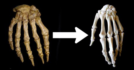 L'évolution de la main humaine aurait pu être influencée par le penchant de nos ancêtres pour l'os à moelle