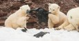 Svalbard : des ours polaires photographiés en train de jouer avec du plastique durant une expédition