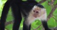 Au Panama, des singes capucins utilisent maintenant des outils en pierre pour se nourrir