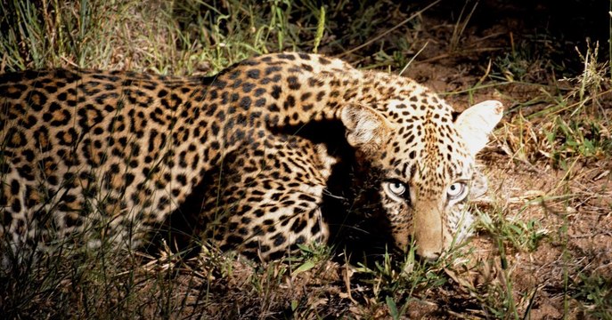 Certains mammifères deviennent nocturnes pour éviter l'Homme