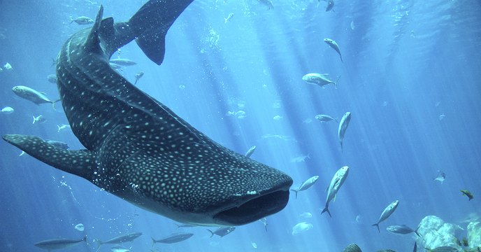 Des chercheurs ont réussi à percer l'un des secrets des requins-baleines