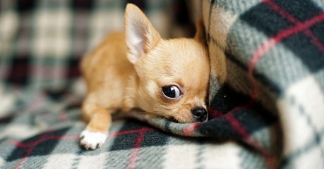 Les petits chiens ont trouvé une drôle de technique pour mentir sur leur taille