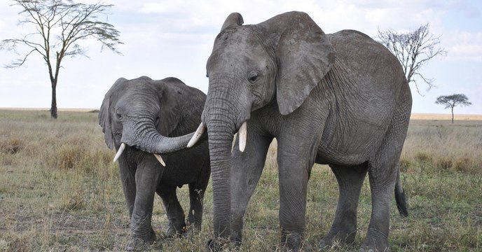 Les abeilles, une solution efficace pour écarter les éléphants des humains