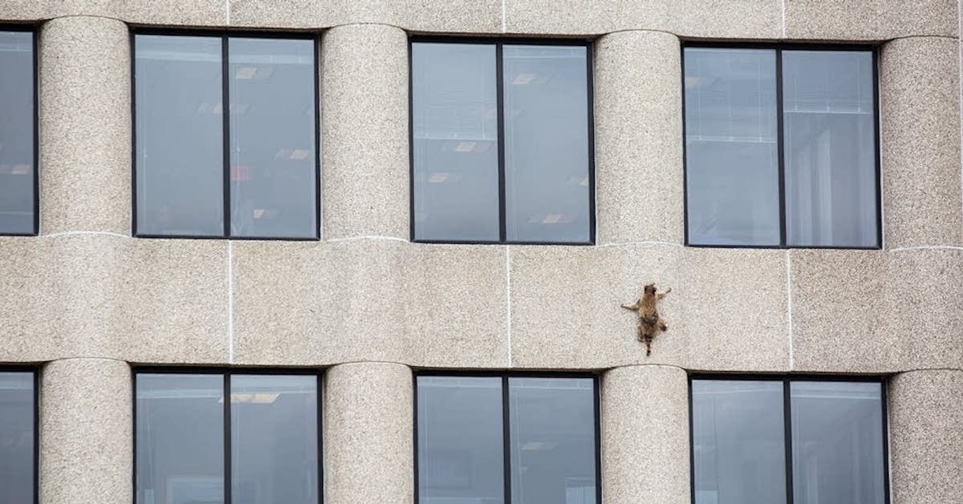 Cette femelle raton laveur est devenue une héroïne sur internet en escaladant un gratte-ciel