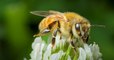 À Rome, les abeilles s'allient aux chercheurs pour étudier la pollution de la capitale
