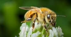 À Rome, les abeilles s'allient aux chercheurs pour étudier la pollution de la capitale