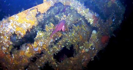 USS Abner Read : la poupe d'un destroyer de la Seconde guerre mondiale redécouverte au large de l'Alaska