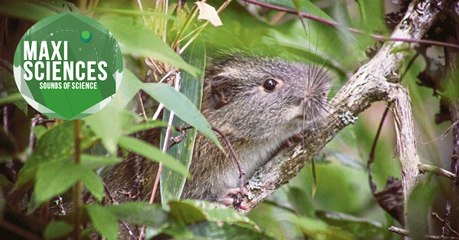Rat, planète et tombes romaines, les 8 actus sciences que vous devez connaître ce 19 août