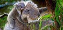 Comment le koala survit-il à l'eucalyptus ? Son génome révèle la réponse