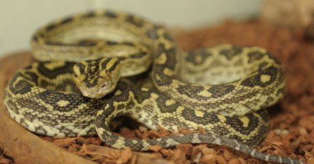 Le génome du habu d'Okinawa dévoile les secrets de l'évolution du venin de serpent