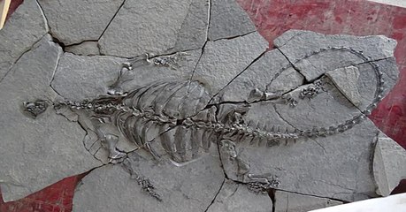 Un fossile de tortue de 228 millions d'années lève le voile sur leur évolution
