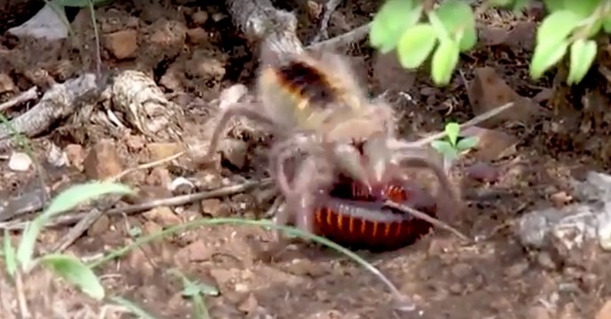 Un guide capture un duel impressionnant entre un solifuge et un mille-pattes
