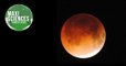 Pesticide, corbeau et éclipse de Lune, les 8 actus sciences que vous devez connaître ce 1er juillet