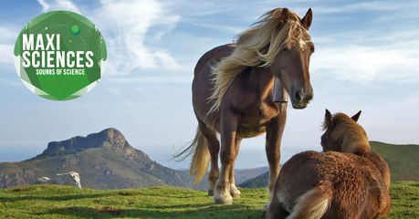 Invisibilité, Uranus et dentiste pour chevaux, les 8 actus sciences que vous devez connaître ce 4 juillet